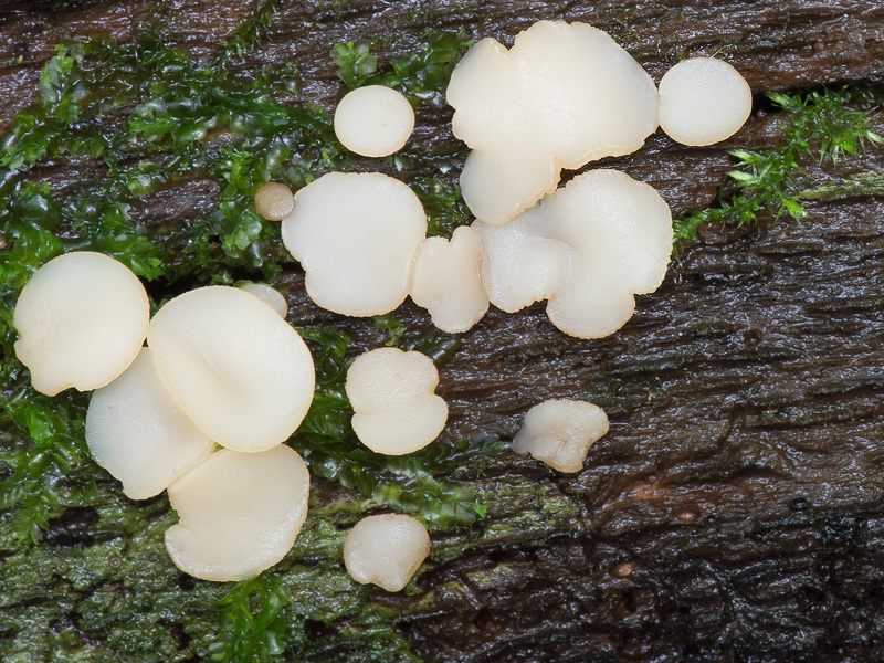 Tatraea dumbirensis